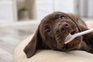 pranje zubi kod pasa