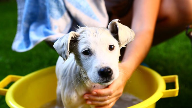 kupanje psa