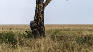 najveća kopnena životinja