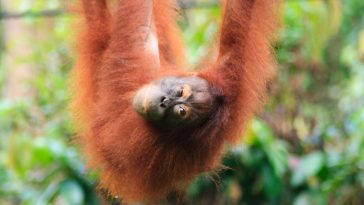 orangutan