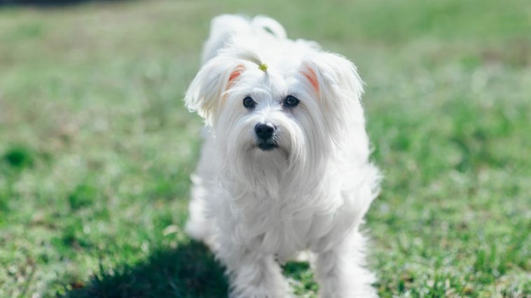 maltezer