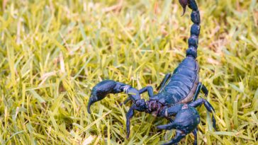 kraljevski škorpion