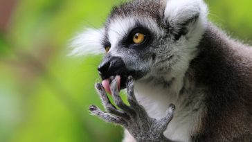 lemuri