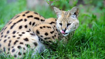 serval