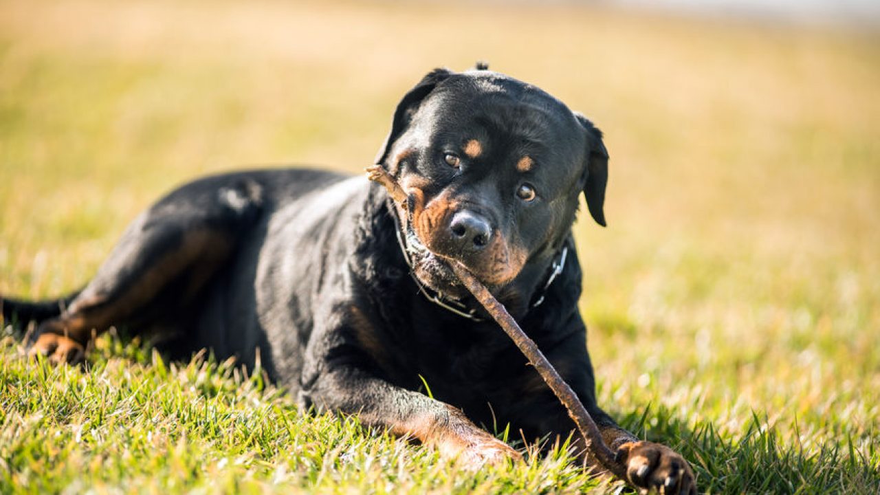 koje su pasmine napravile rottweilera