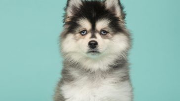 pomsky