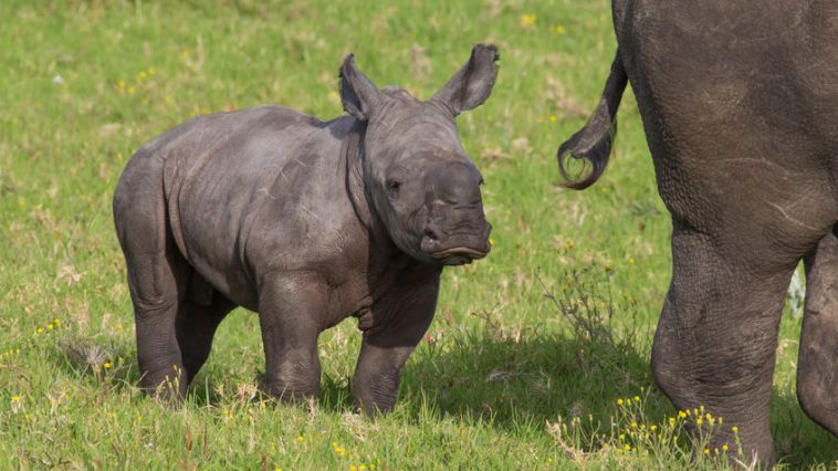 beba nosorog