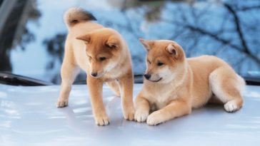 shiba inu