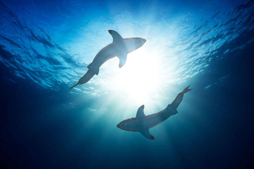morski psi u jadranskom moru