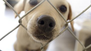 mitovi o udomljavanju pasa