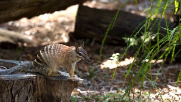 numbat