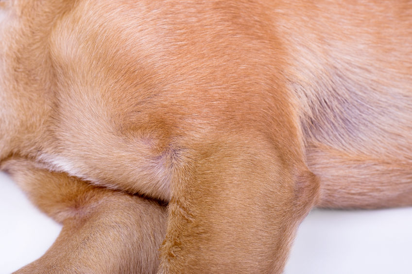 artroza u štenaca liječenje simptoma