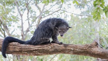 Binturong