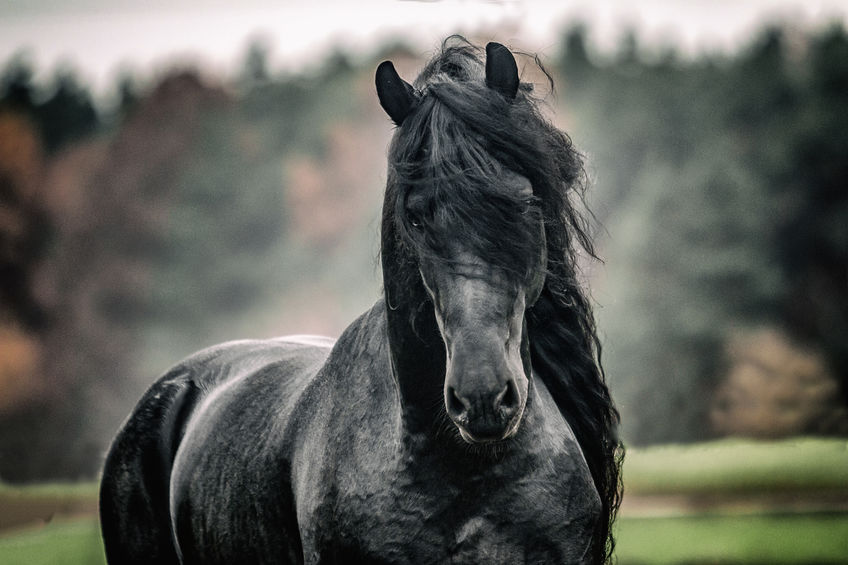 najljepše vrste konja na svijetu
