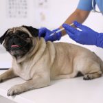 Cijepljenje pasa protiv bjesnoće