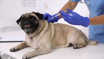 Cijepljenje pasa protiv bjesnoće