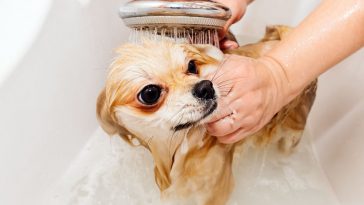 Pas se ponaša ludo poslije kupanja