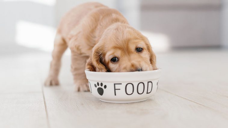 hrana opasna za pse