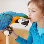 kako pripitomiti papagaja