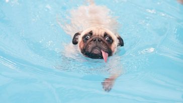 psi i plivanje