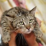 mitovi o mačkama