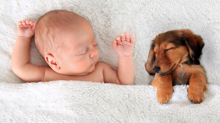psi i bebe