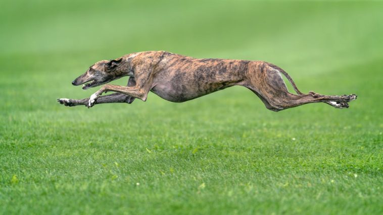 najbrži psi na svijetu