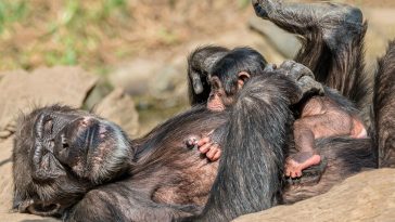 mame čimpanze