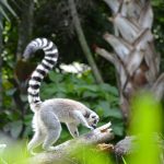 Lemur sjedi na grani