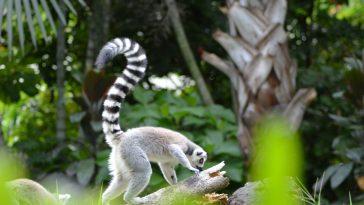 Lemur sjedi na grani