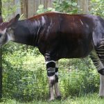 Okapi s prugastim nogama stoji uz ogradu