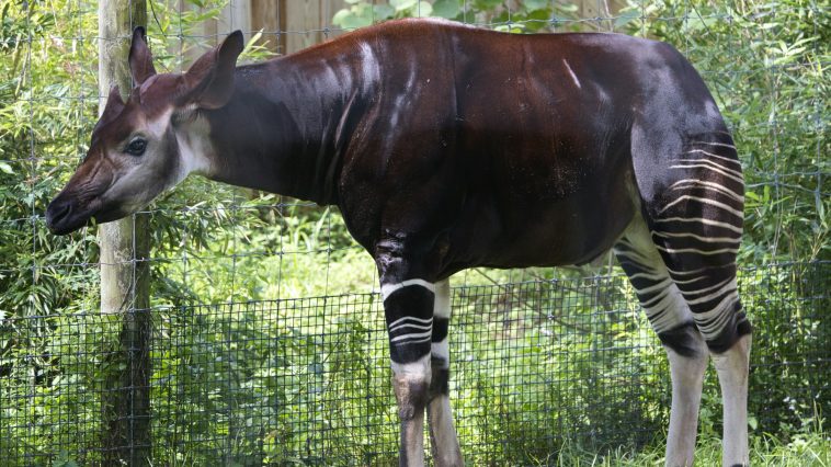 Okapi s prugastim nogama stoji uz ogradu
