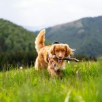 Pas trči livadom sa štapom u gubici, u pozadini zelena brda