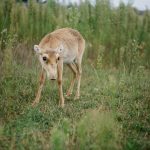 Saiga antilopa s karakterističnim velikim nosom