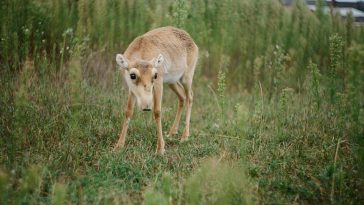Saiga antilopa s karakterističnim velikim nosom
