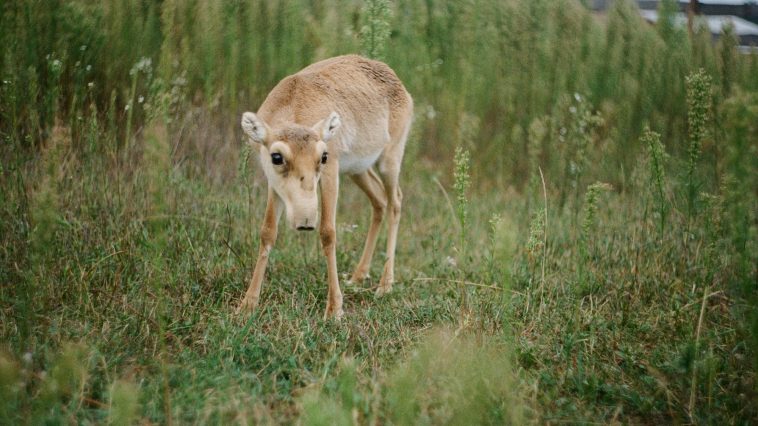 Saiga antilopa s karakterističnim velikim nosom